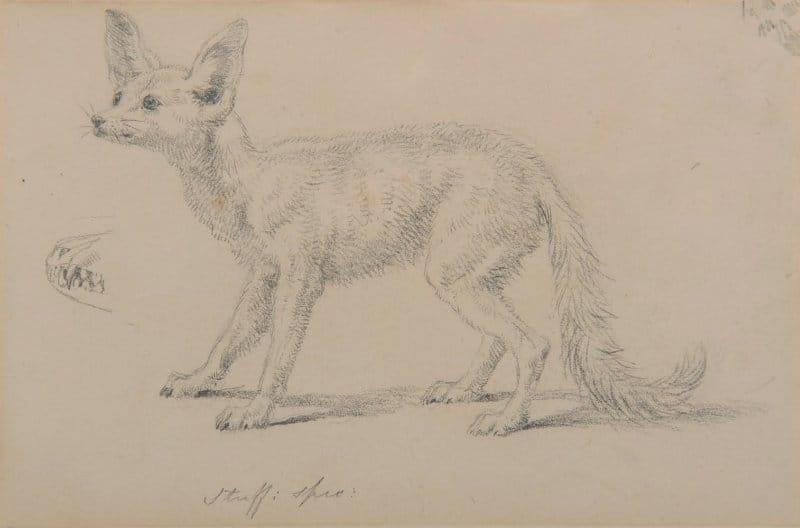 Sir Edwin Henry Landseer, R.A. - A fennec fox