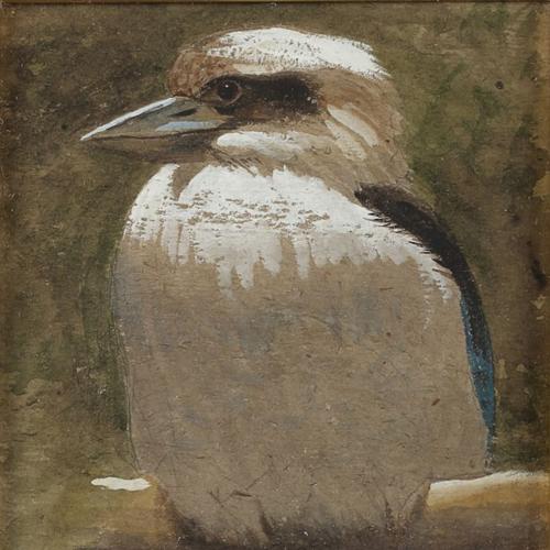 A kookaburra