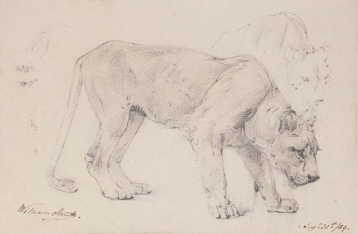 Alfred William Strutt - A lioness