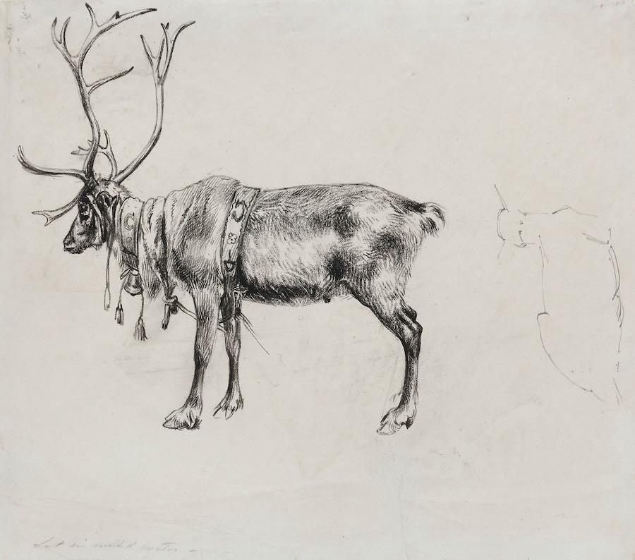 Alfred William Strutt - A reindeer