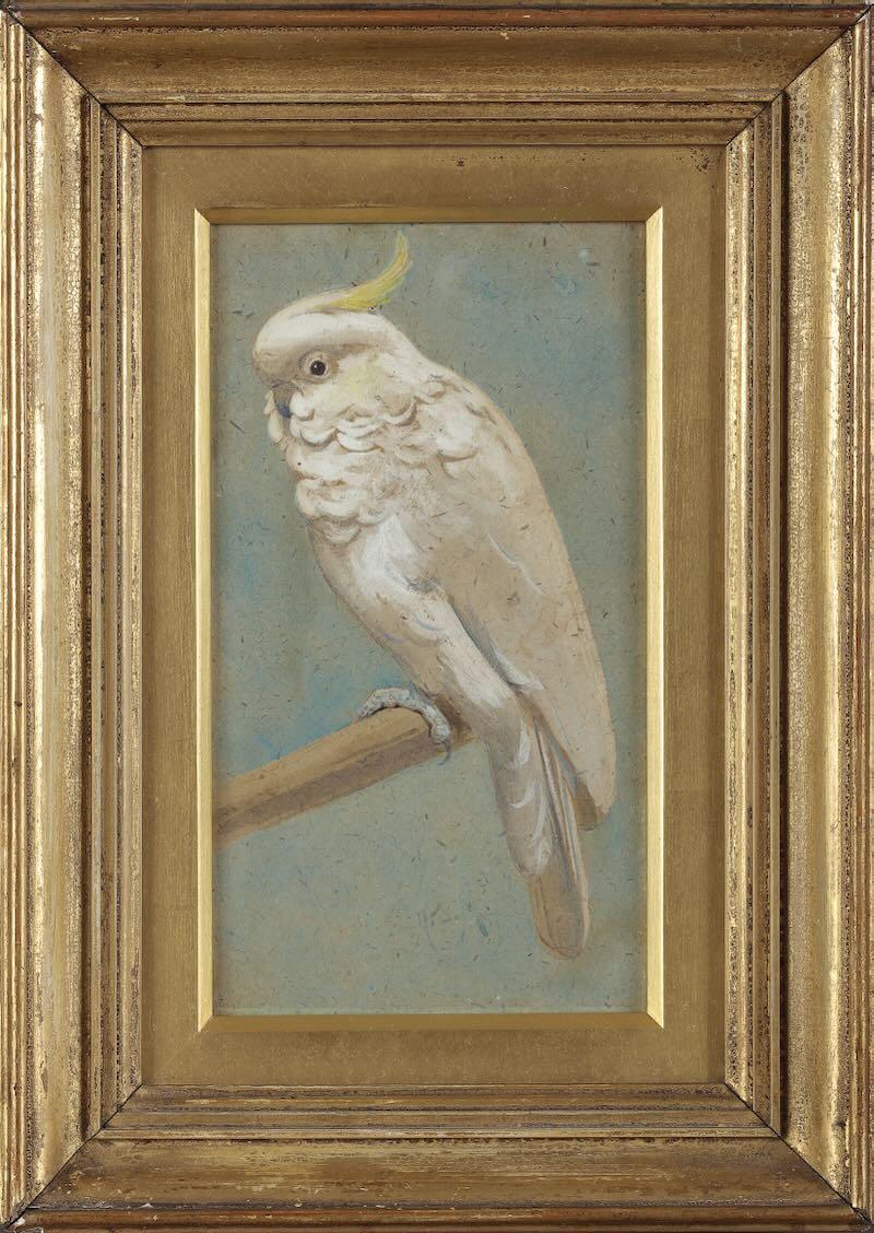 Henry Stacy Marks, R.A. - A sulphur crested cockatoo