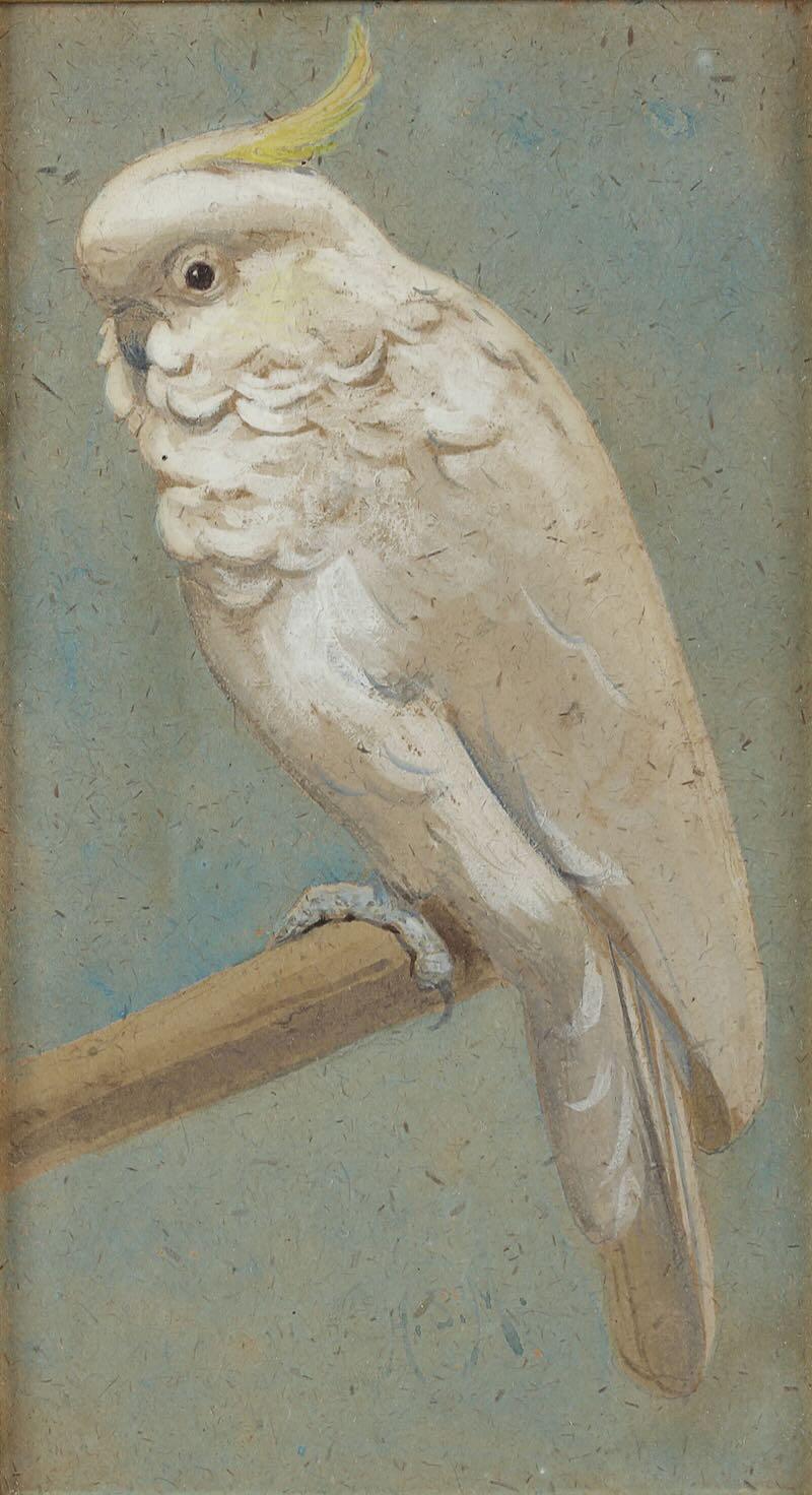 Henry Stacy Marks, R.A. - A sulphur crested cockatoo