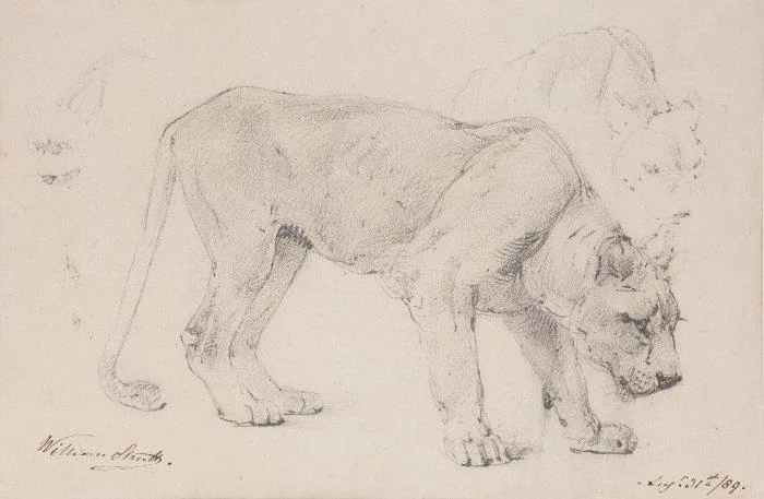 Alfred William Strutt - A lioness