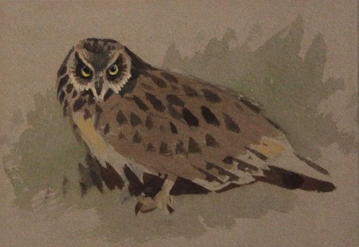 Archibald Thorburn - An owl