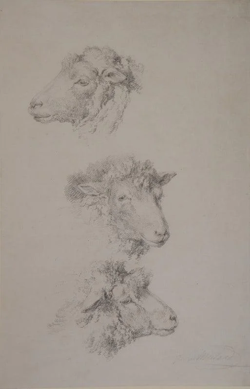George Morland - Three studies of heads of Cotswold sheep