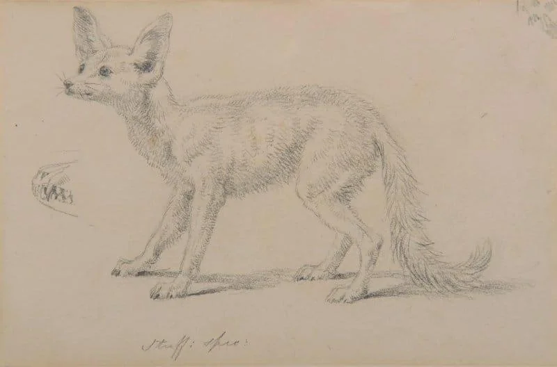 Sir Edwin Henry Landseer, R.A. - A fennec fox