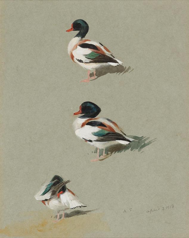Archibald Thorburn - Studies of a Shelduck