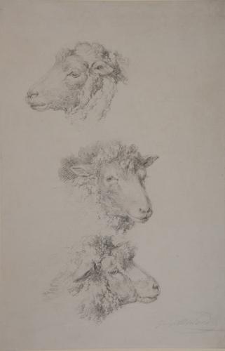 Three studies of heads of Cotswold sheep