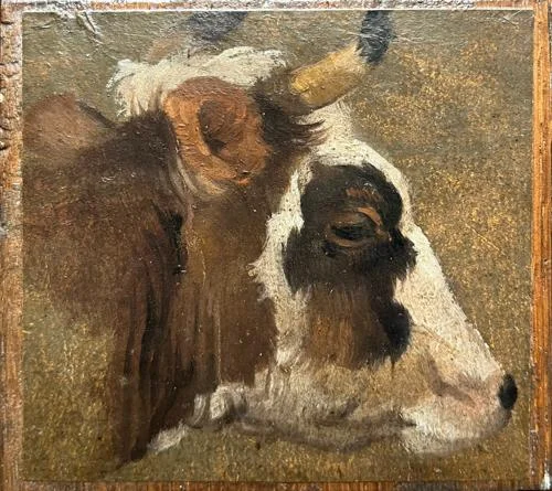 The head of a brow cow