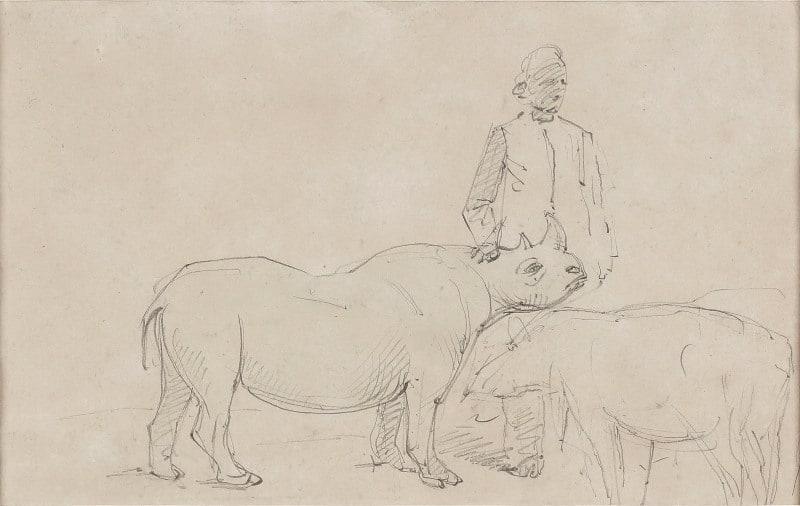 Alfred William Strutt - Young Arabian Rhinoceros