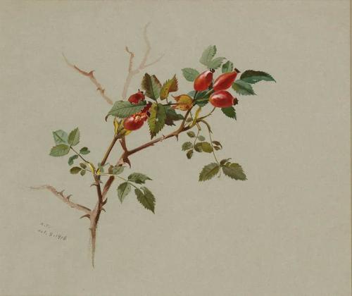 Rose hips
