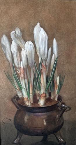White Crocus