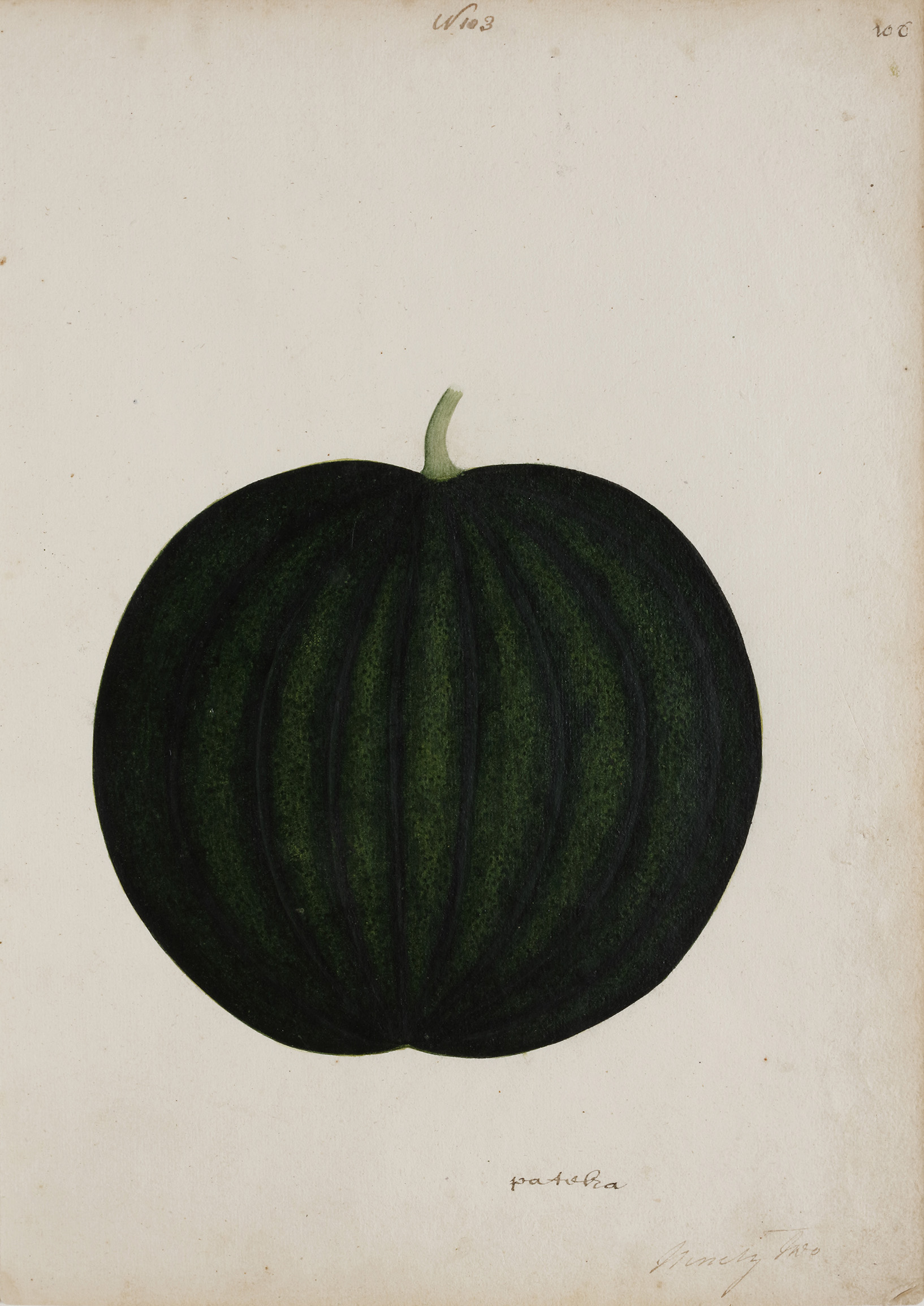 A group of nineteen watercolours of South-East Asian fruit and vegetables - Image