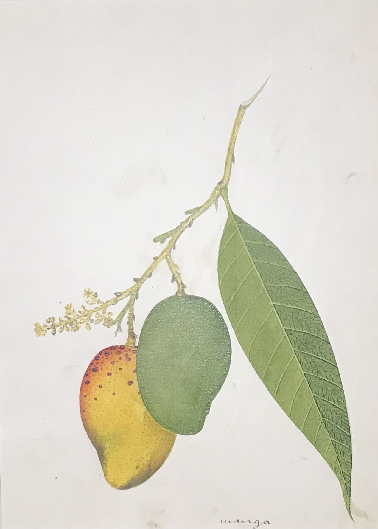 A group of nineteen watercolours of South-East Asian fruit and vegetables - Image