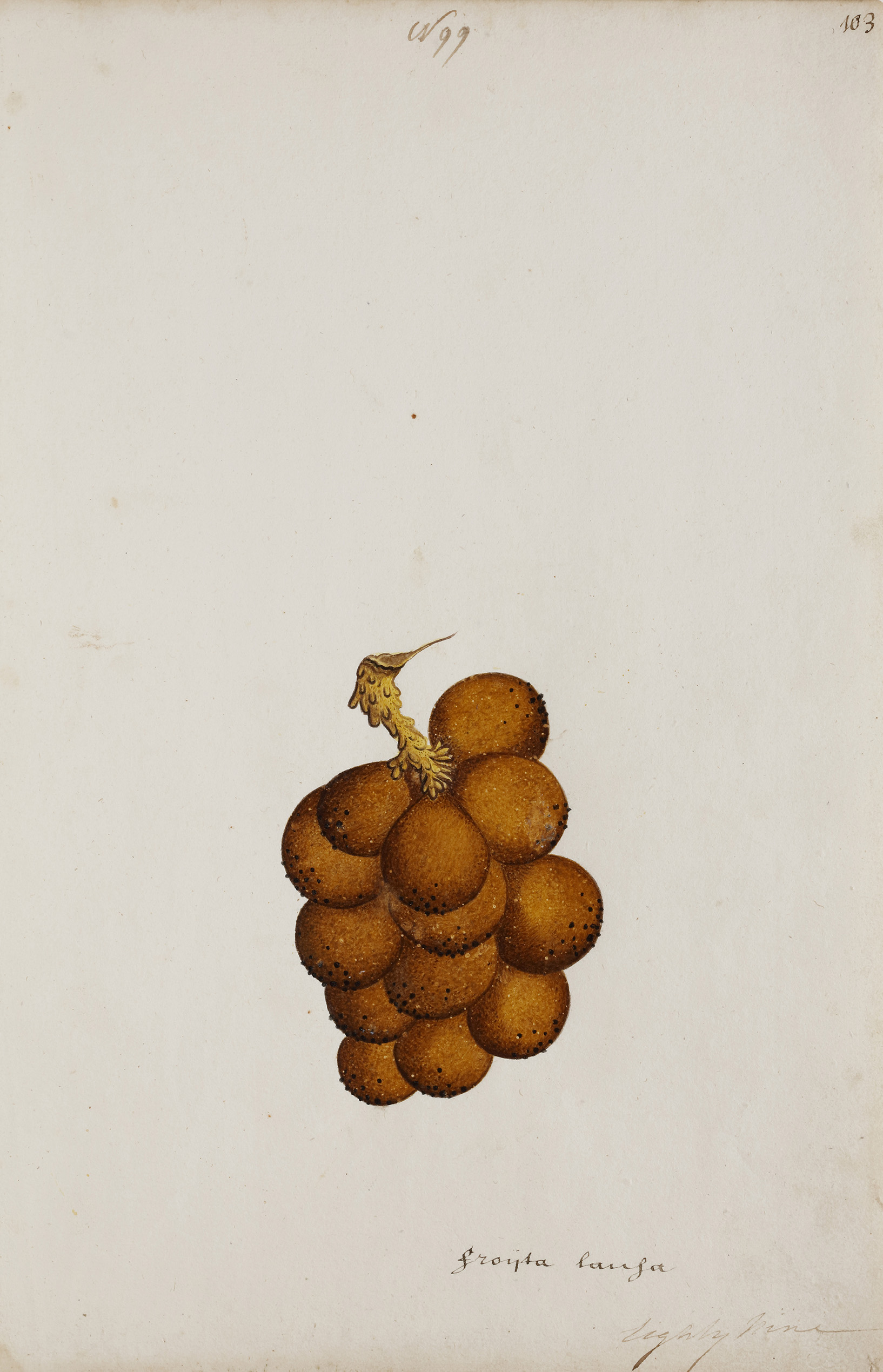 A group of nineteen watercolours of South-East Asian fruit and vegetables - Image