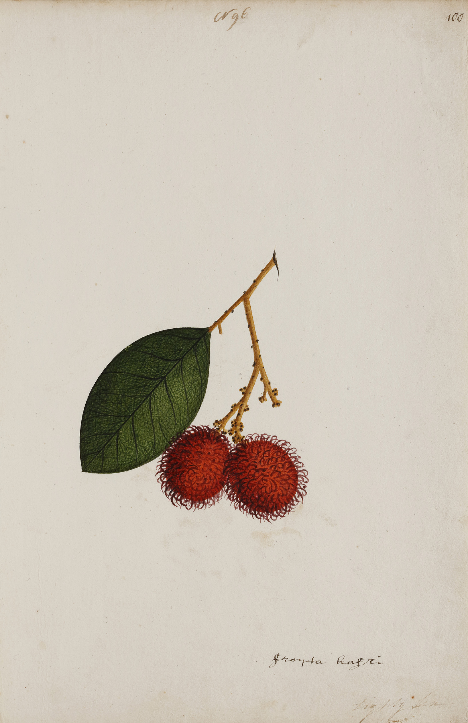 A group of nineteen watercolours of South-East Asian fruit and vegetables - Image