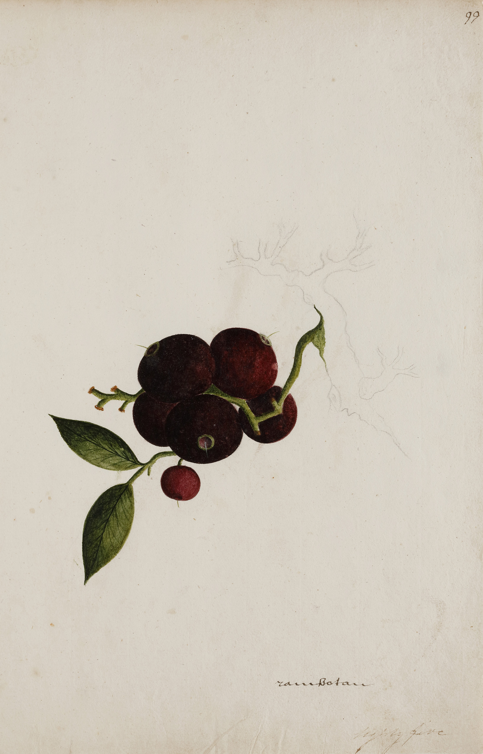 A group of nineteen watercolours of South-East Asian fruit and vegetables - Image