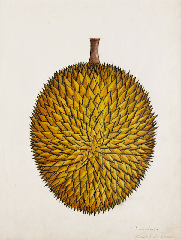 A group of nineteen watercolours of South-East Asian fruit and vegetables - Image