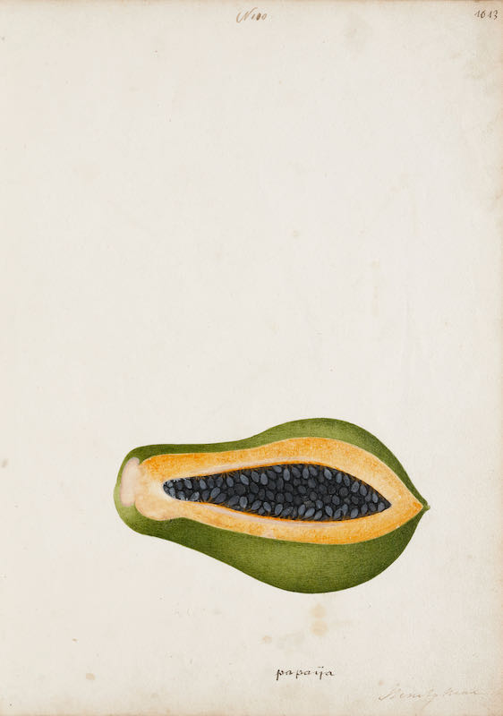A group of nineteen watercolours of South-East Asian fruit and vegetables - Image