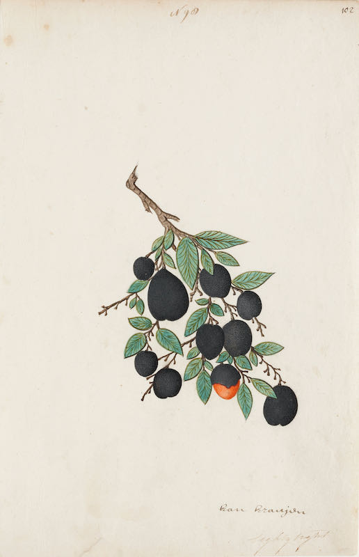A group of nineteen watercolours of South-East Asian fruit and vegetables - Image