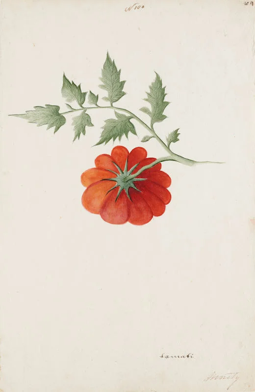 Indian Artists working for European Patrons - A group of nineteen watercolours of South-East Asian fruit and vegetables