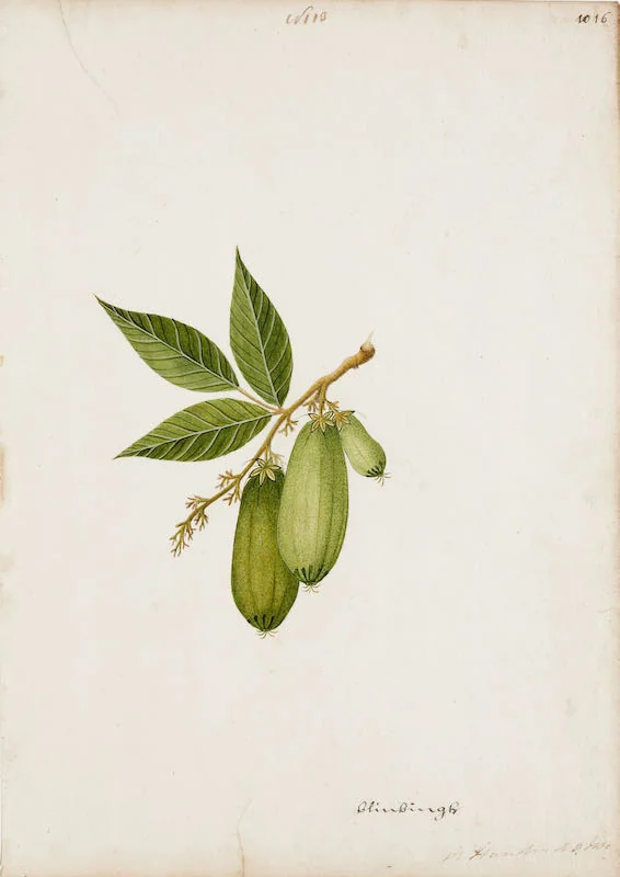 Indian Artists working for European Patrons - A group of nineteen watercolours of South-East Asian fruit and vegetables