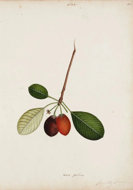 Indian Artists working for European Patrons - A group of nineteen watercolours of South-East Asian fruit and vegetables