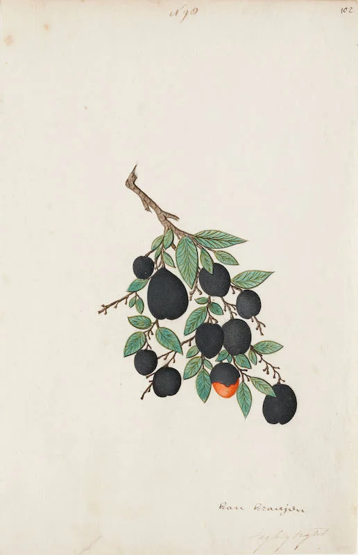 Indian Artists working for European Patrons - A group of nineteen watercolours of South-East Asian fruit and vegetables