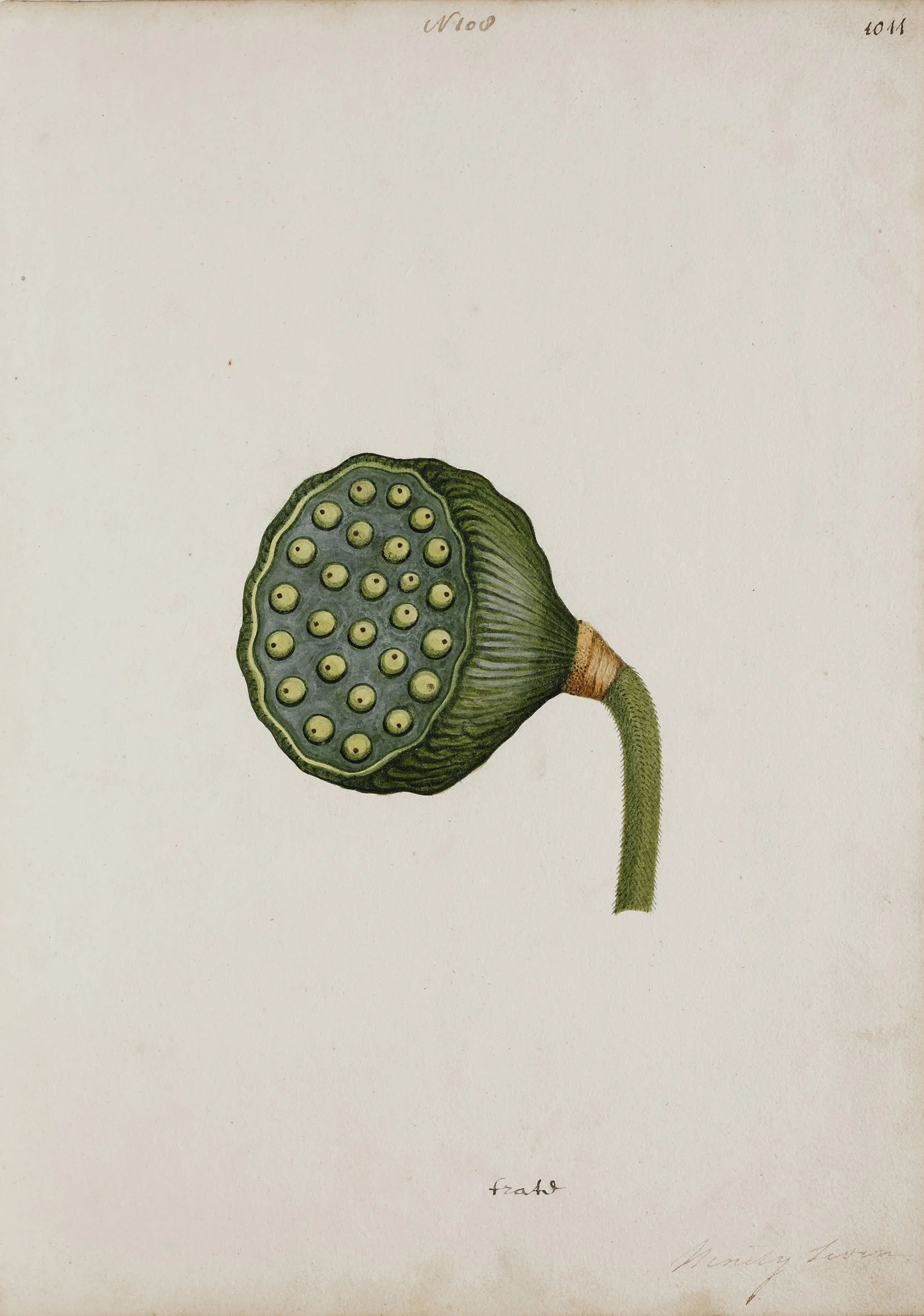 Indian Artists working for European Patrons - A group of nineteen watercolours of South-East Asian fruit and vegetables