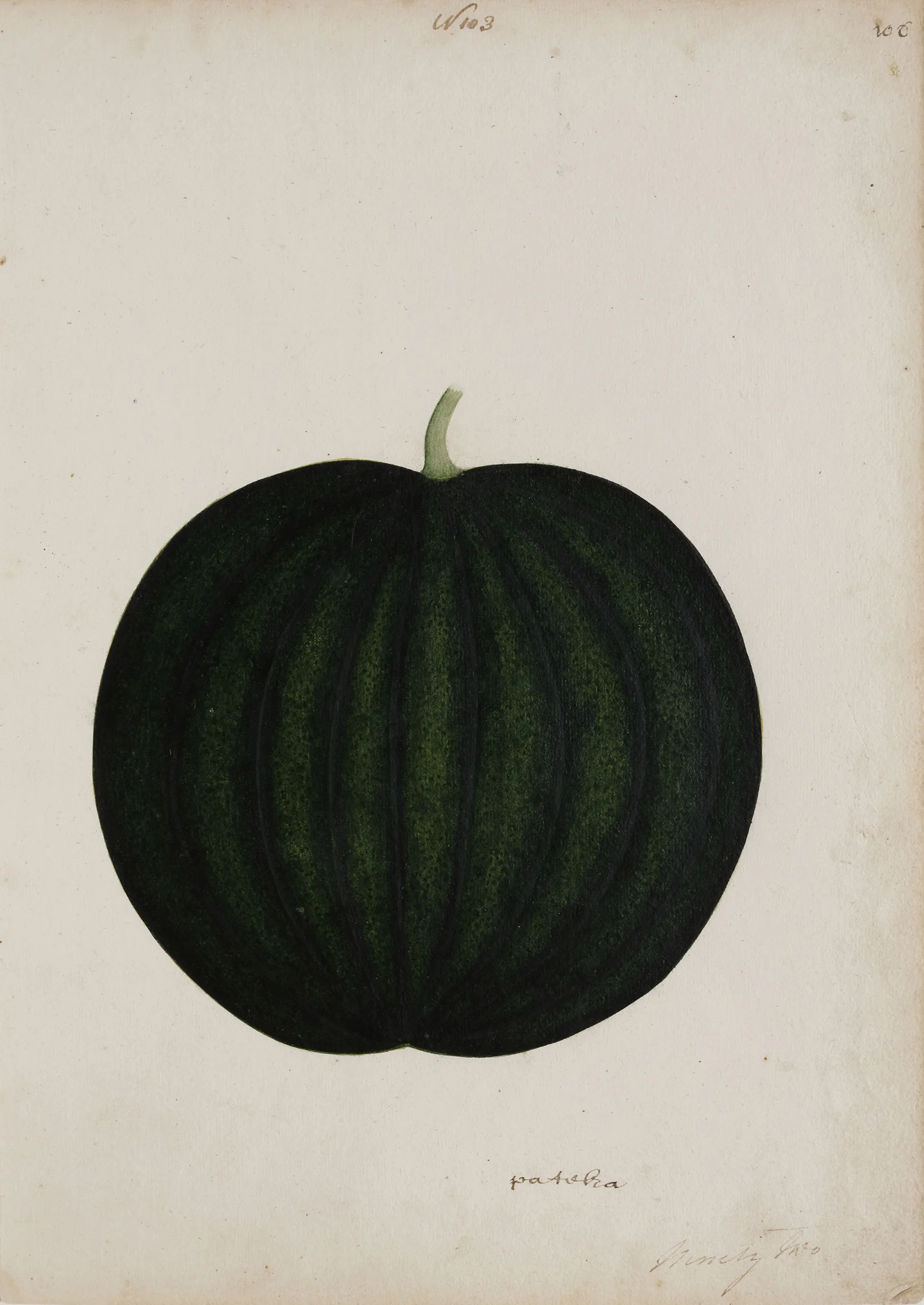 Indian Artists working for European Patrons - A group of nineteen watercolours of South-East Asian fruit and vegetables