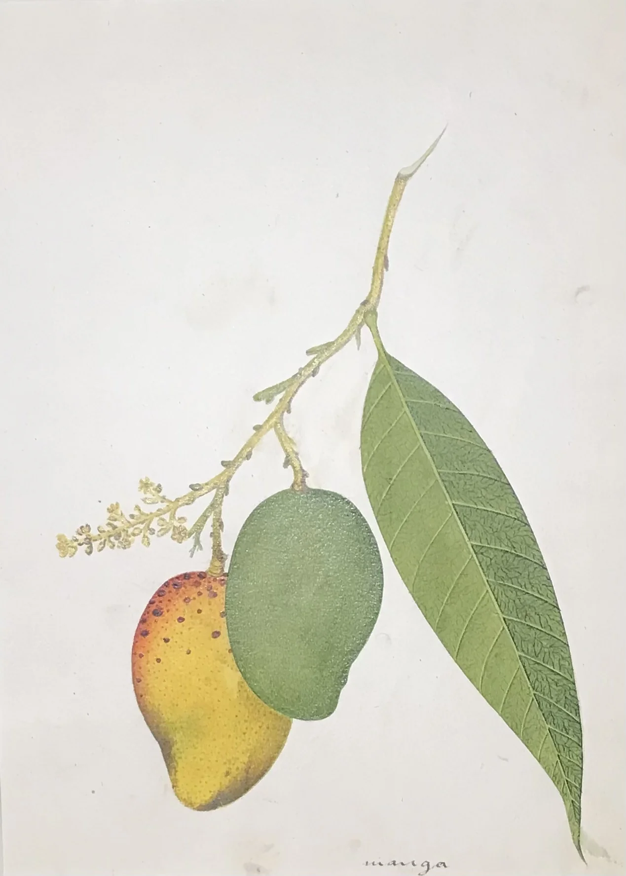 Indian Artists working for European Patrons - A group of nineteen watercolours of South-East Asian fruit and vegetables