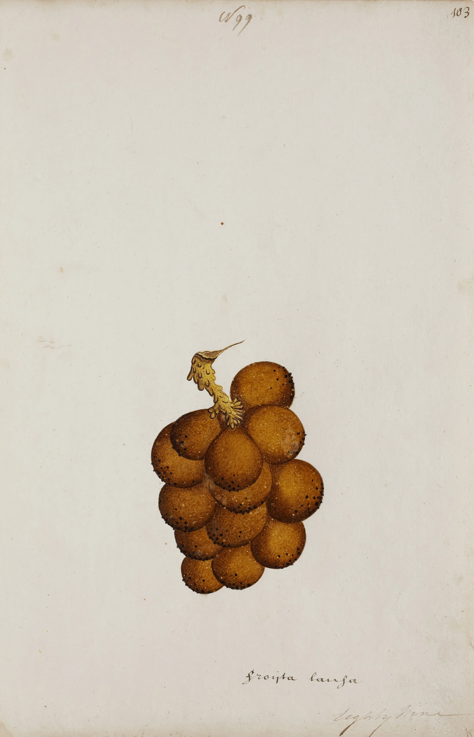 Indian Artists working for European Patrons - A group of nineteen watercolours of South-East Asian fruit and vegetables