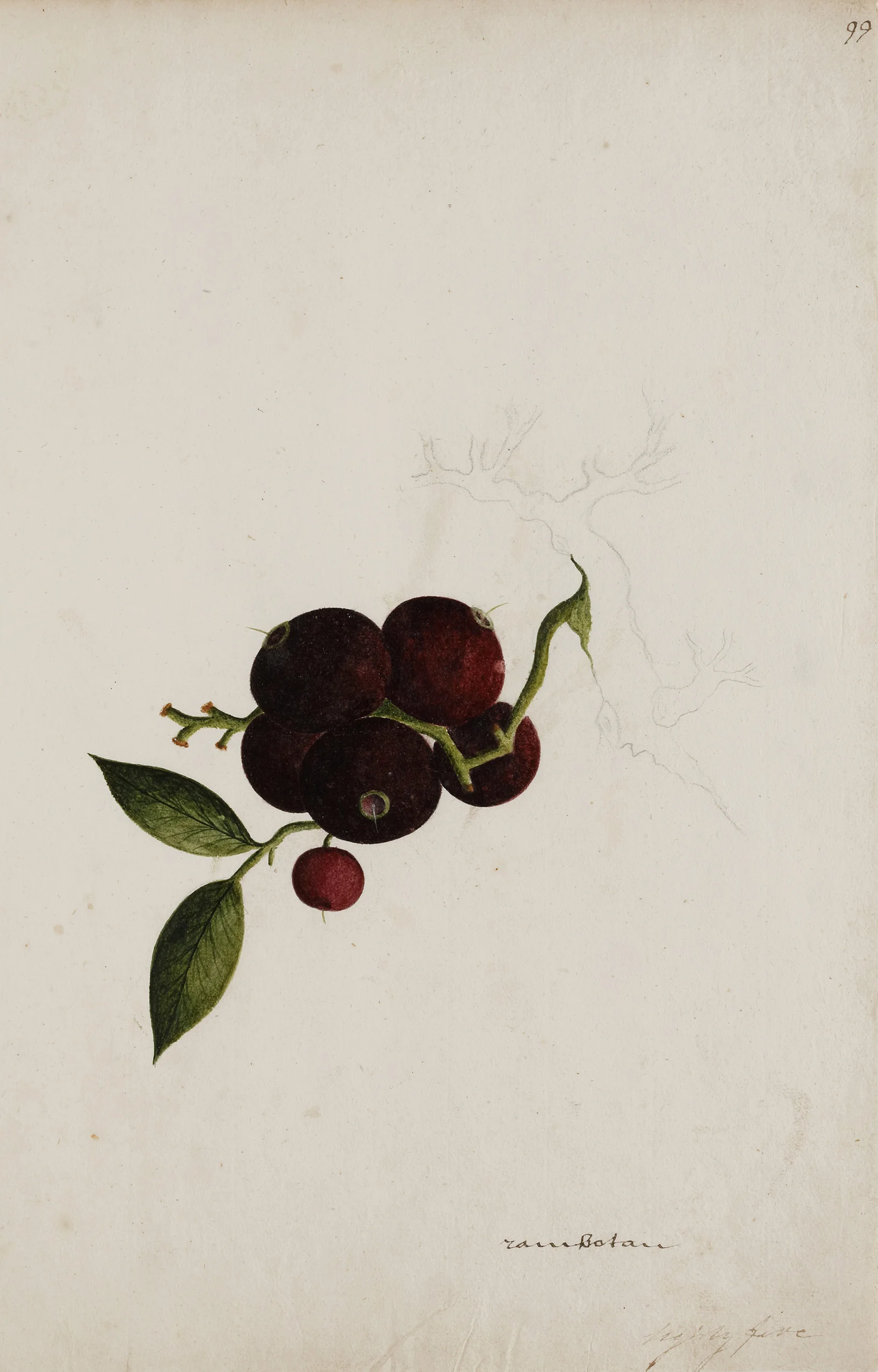 Indian Artists working for European Patrons - A group of nineteen watercolours of South-East Asian fruit and vegetables