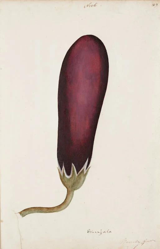 Indian Artists working for European Patrons - A group of nineteen watercolours of South-East Asian fruit and vegetables