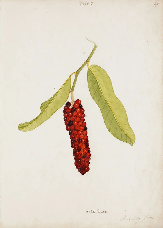 Indian Artists working for European Patrons - A group of nineteen watercolours of South-East Asian fruit and vegetables