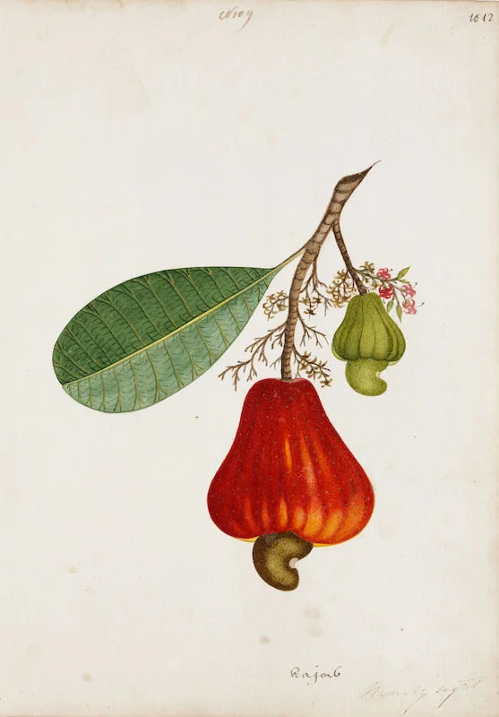 Indian Artists working for European Patrons - A group of nineteen watercolours of South-East Asian fruit and vegetables