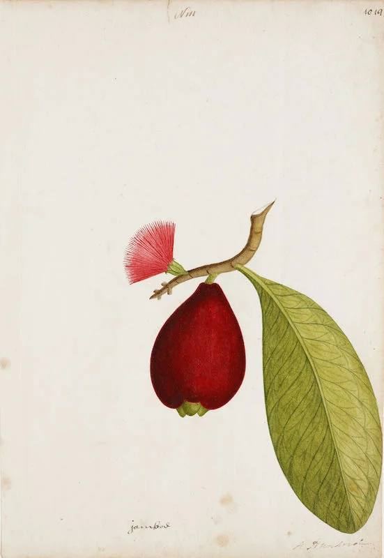 Indian Artists working for European Patrons - A group of nineteen watercolours of South-East Asian fruit and vegetables