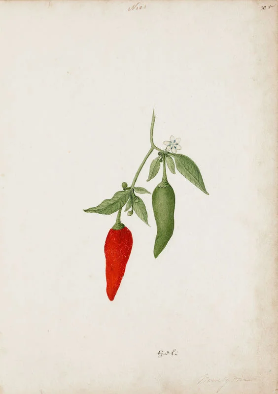 Indian Artists working for European Patrons - A group of nineteen watercolours of South-East Asian fruit and vegetables