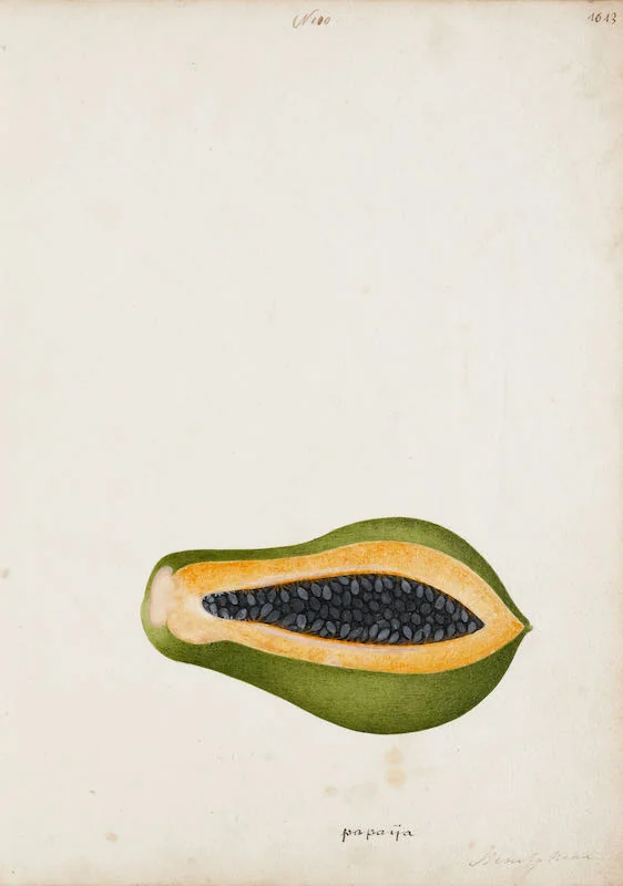Indian Artists working for European Patrons - A group of nineteen watercolours of South-East Asian fruit and vegetables