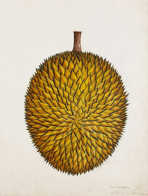 Indian Artists working for European Patrons - A group of nineteen watercolours of South-East Asian fruit and vegetables