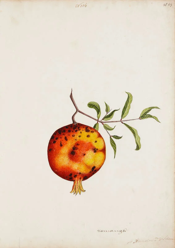 Indian Artists working for European Patrons - A group of nineteen watercolours of South-East Asian fruit and vegetables