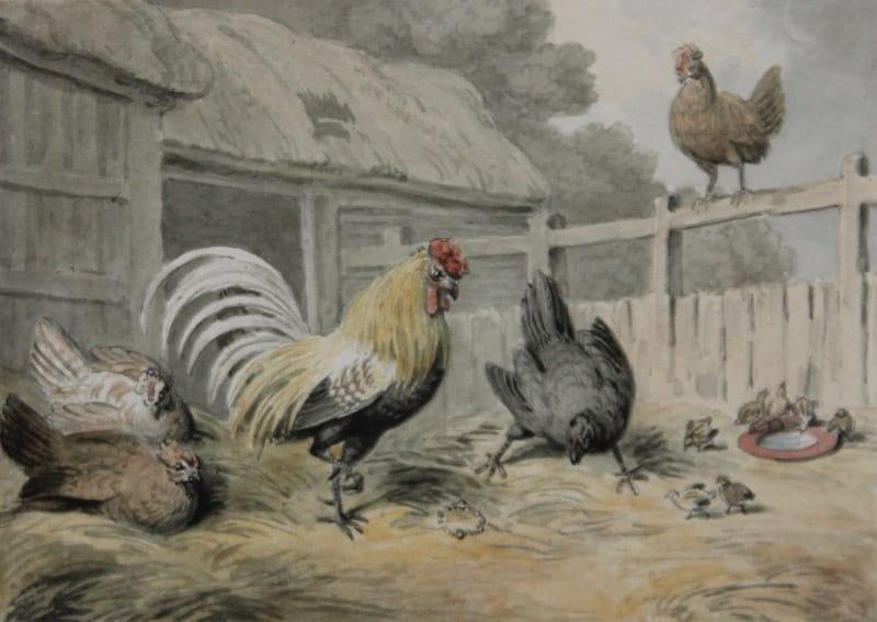 A cockerel and hens with an intruder - Main image