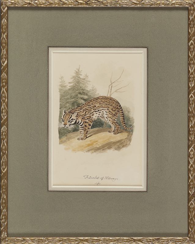 Samuel Howitt - A Cougar or panther and An Ocelot