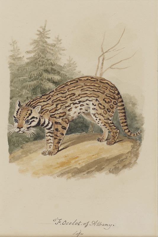 Samuel Howitt - A Cougar or panther and An Ocelot