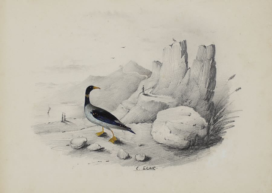 A merganser on the shore - Main image