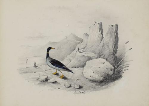 {'en': 'A merganser on the shore'}