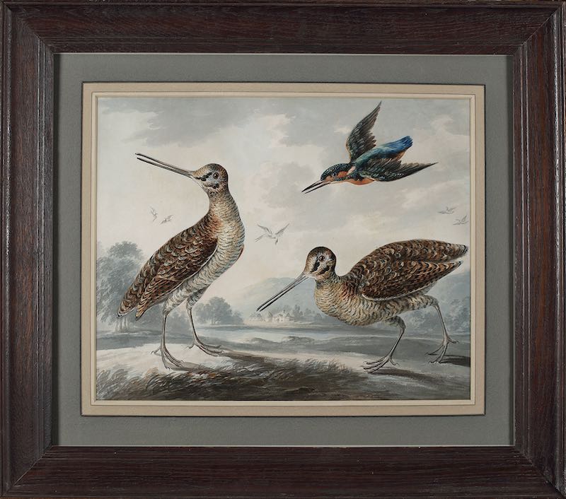 A pair of snipe and a kingfisher in a landscape - Image
