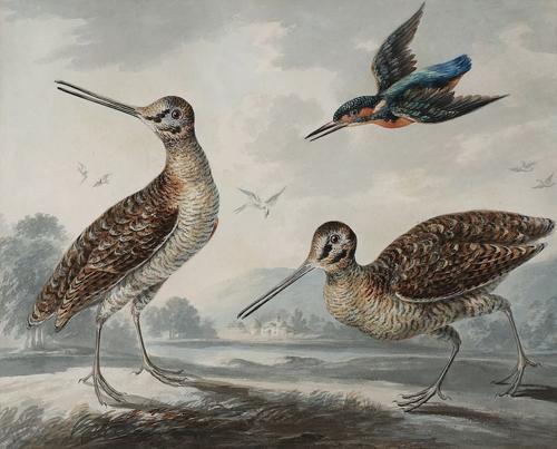A pair of snipe and a kingfisher in a landscape