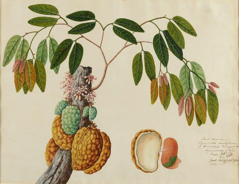 Buah Nam or Cynometra cauliflora - Main image