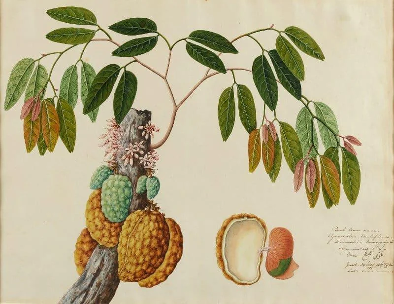 Portrait of Chinese Artist of the Straits School circa 1825